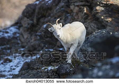 Stock Photography - "Dall Sheep (Ovis dalli), Denali National Park, Alaska, United States, North America". Fotosearch