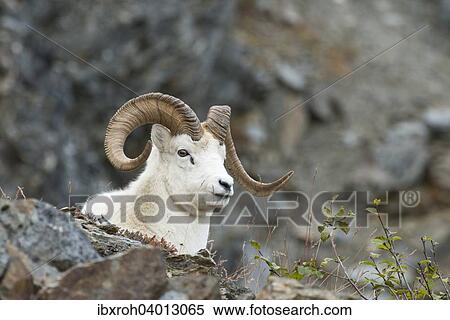 Stock Photography - "Dall Sheep (Ovis dalli), Denali National Park, Alaska, United States, North America". Fotosearch