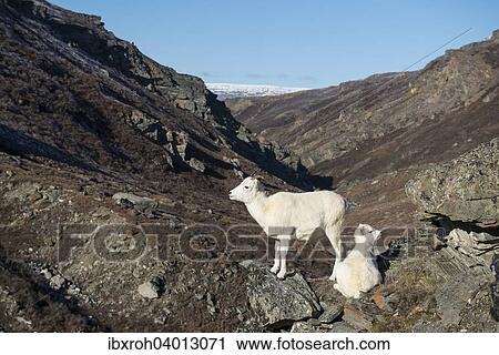 "Dall Sheep (Ovis dalli), ewe with lamb, Denali National Park, Alaska, United States, North America" View Large Photo Image Stock Image - "Dall Sheep (Ovis dalli), ewe with lamb, Denali National Park, Alaska, United States, North America". Fotosearch