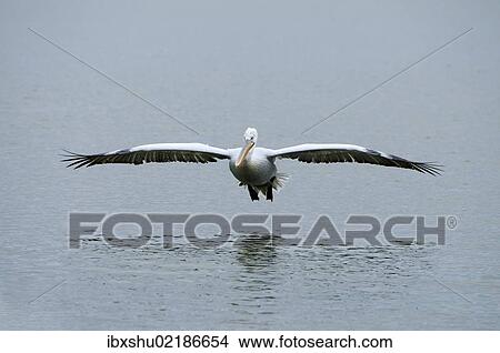 Picture - "Dalmatian Pelican (Pelecanus crispus), approaching to and on Lake Kerkini, Greece, Europe". Fotosearch