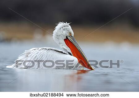 Picture - "Dalmatian Pelican (Pelecanus crispus), Lake Kerkini, Greece, Europe". Fotosearch