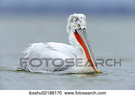 Stock Image - "Dalmatian Pelican (Pelecanus crispus), Lake Kerkini, Greece, Europe". Fotosearch