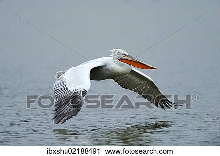 Stock Image - "Dalmatian Pelican (Pelecanus crispus), approaching to land on Lake Kerkini, Greece, Europe". Fotosearch