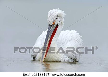Stock Photo - "Dalmatian Pelican (Pelecanus crispus), Lake Kerkini, Greece, Europe". Fotosearch
