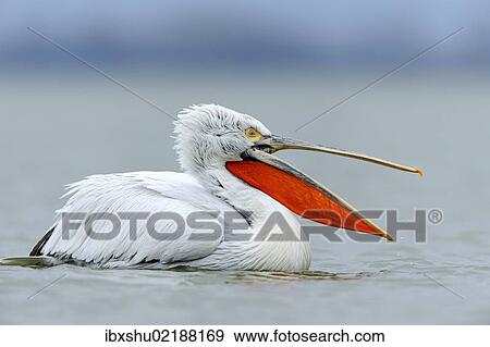 Stock Photo - "Dalmatian Pelican (Pelecanus crispus) with an open beak, on Lake Kerkini, Greece, Europe". Fotosearch