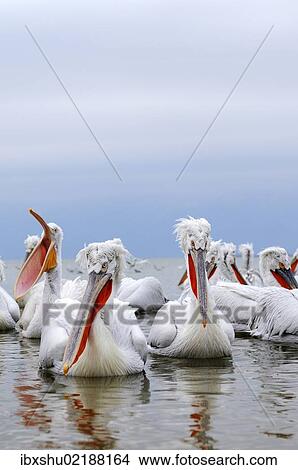 "Dalmatian Pelicans (Pelecanus crispus), on the shore of Lake Kerkini, Greece, Europe" View Large Photo Image Picture - "Dalmatian Pelicans (Pelecanus crispus), on the shore of Lake Kerkini, Greece, Europe". Fotosearch