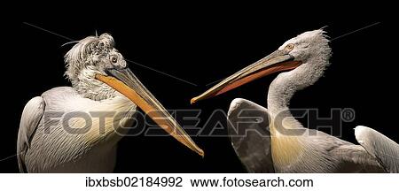 "Dalmatian Pelicans (Pelecanus crispus), Augsburg Zoo, Augsburg, Bavaria, Germany, Europe" View Large Photo Image Stock Image - "Dalmatian Pelicans (Pelecanus crispus), Augsburg Zoo, Augsburg, Bavaria, Germany, Europe". Fotosearch