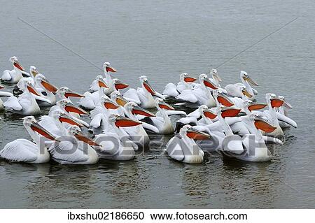 Stock Image - "Dalmatian Pelicans (Pelecanus crispus), Lake Kerkini, Greece, Europe". Fotosearch