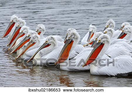 "Dalmatian Pelicans (Pelecanus crispus), in breeding plumage, Lake Kerkini, Greece, Europe" View Large Photo Image Stock Image - "Dalmatian Pelicans (Pelecanus crispus), in breeding plumage, Lake Kerkini, Greece, Europe". Fotosearch