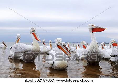 "Dalmatian Pelicans (Pelecanus crispus), Lake Kerkini, Greece, Europe" View Large Photo Image Stock Photo - "Dalmatian Pelicans (Pelecanus crispus), Lake Kerkini, Greece, Europe". Fotosearch