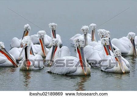 Stock Photo - "Dalmatian Pelicans (Pelecanus crispus), Lake Kerkini, Greece, Europe". Fotosearch