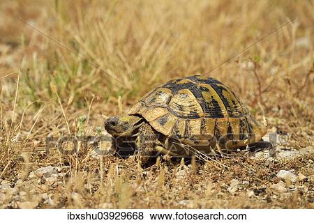"Dalmatian Tortoise (Testudo hermanni hercegovinensis), Dalmatia, Croatia, Europe" View Large Photo Image Stock Photo - "Dalmatian Tortoise (Testudo hermanni hercegovinensis), Dalmatia, Croatia, Europe". Fotosearch
