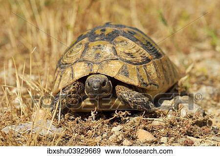 "Dalmatian Tortoise (Testudo hermanni hercegovinensis), Dalmatia, Croatia, Europe" View Large Photo Image Stock Photo - "Dalmatian Tortoise (Testudo hermanni hercegovinensis), Dalmatia, Croatia, Europe". Fotosearch