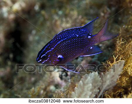 "Damselfish (Chromis chromis), near Santa Maria, Azores, Atlantic Ocean, Portugal, Europe" View Large Photo Image Stock Photo - "Damselfish (Chromis chromis), near Santa Maria, Azores, Atlantic Ocean, Portugal, Europe". Fotosearch