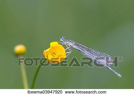 "Damselfly (Zygoptera) on buttercup flower (Ranunculus), North Hesse, Hesse, Germany, Europe" View Large Photo Image Stock Image - "Damselfly (Zygoptera) on buttercup flower (Ranunculus), North Hesse, Hesse, Germany, Europe". Fotosearch