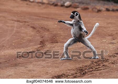 Stock Photograph - "Dancing"""" Verreaux's sifaka (Propithecus verreauxi), Berenty, Madagascar, Africa". Fotosearch