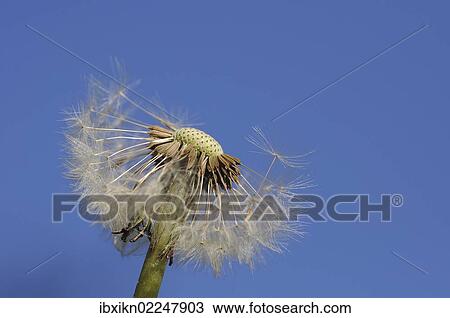 "Dandelion, blowball, dandelion clock (Taraxacum officinale)" View Large Photo Image Stock Image - "Dandelion, blowball, dandelion clock (Taraxacum officinale)". Fotosearch
