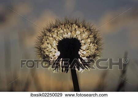 "Dandelion, blowball, dandelion clock, back light, contre jour" View Large Photo Image Stock Photo - "Dandelion, blowball, dandelion clock, back light, contre jour". Fotosearch