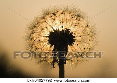 Stock Image - "Dandelion clock, backlit at dusk". Fotosearch