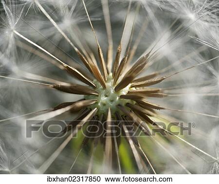 "Dandelion clock, blowball (Taraxacum), Buoir or Faskruosfjoerour, Snaefellsnes, Snaefellsness, Iceland, Europe" View Large Photo Image Stock Image - "Dandelion clock, blowball (Taraxacum), Buoir or Faskruosfjoerour, Snaefellsnes, Snaefellsness, Iceland, Europe". Fotosearch