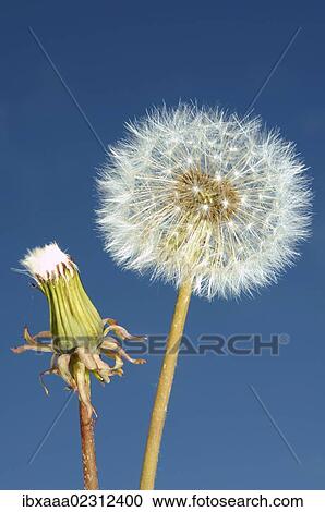 "Dandelion clock, Dandelion (Taraxacum), Baikal, Siberia, Russian Federation, Eurasia" View Large Photo Image Stock Image - "Dandelion clock, Dandelion (Taraxacum), Baikal, Siberia, Russian Federation, Eurasia". Fotosearch