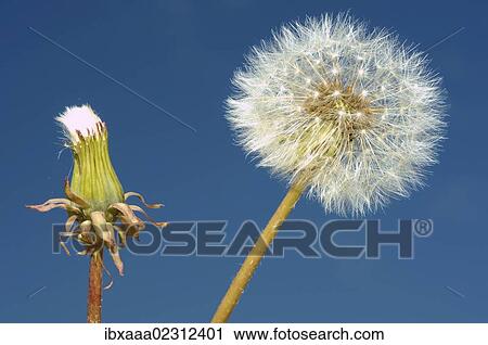 "Dandelion clock, Dandelion (Taraxacum), Baikal, Siberia, Russian Federation, Eurasia" View Large Photo Image Stock Image - "Dandelion clock, Dandelion (Taraxacum), Baikal, Siberia, Russian Federation, Eurasia". Fotosearch