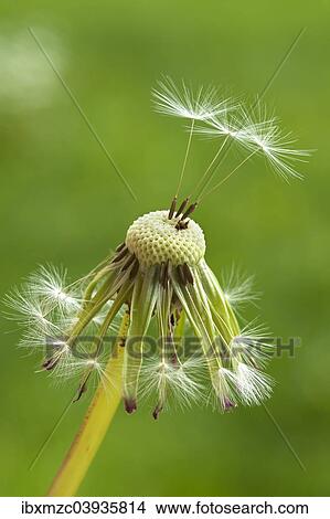 "Dandelion clock (Taraxacum sect. Ruderalia), Bavaria, Deutrschland" View Large Photo Image Picture - "Dandelion clock (Taraxacum sect. Ruderalia), Bavaria, Deutrschland". Fotosearch