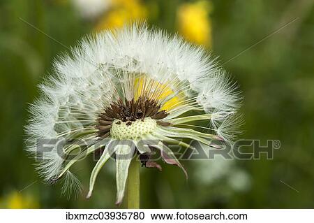 "Dandelion clock (Taraxacum sect. Ruderalia), Bavaria, Deutrschland" View Large Photo Image Stock Image - "Dandelion clock (Taraxacum sect. Ruderalia), Bavaria, Deutrschland". Fotosearch