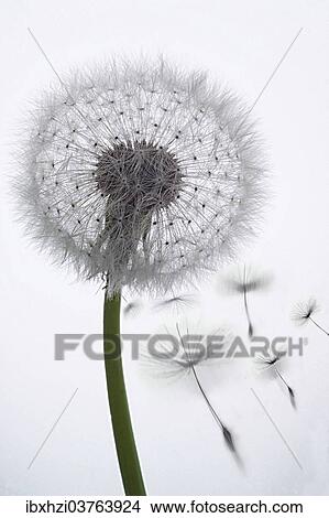 Picture - Dandelion clock (Tataxacum sp. ) losing seeds in the wind. Fotosearch