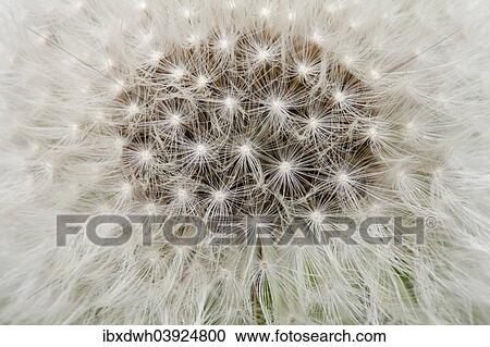 Stock Image - "Dandelion, Dandelion Clock (Taraxacum officinale), Baden-Wurttemberg, Germany, Europe". Fotosearch