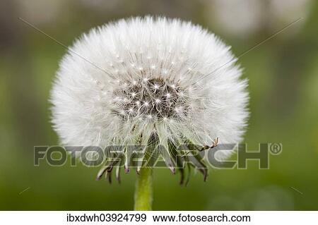 "Dandelion, Dandelion Clock (Taraxacum officinale), Baden-Wurttemberg, Germany, Europe" View Large Photo Image Stock Photo - "Dandelion, Dandelion Clock (Taraxacum officinale), Baden-Wurttemberg, Germany, Europe". Fotosearch