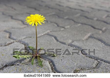 Dandelion growing between paving stones View Large Photo Image Stock Photo - Dandelion growing between paving stones. Fotosearch