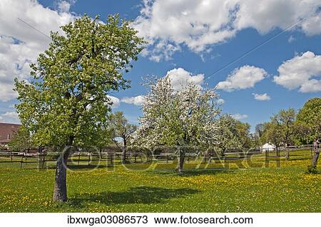 "Dandelion meadow and blossoming apple trees, Schwabische Alb, Baden-Wurttemberg, Germany, Europe" View Large Photo Image Stock Image - "Dandelion meadow and blossoming apple trees, Schwabische Alb, Baden-Wurttemberg, Germany, Europe". Fotosearch