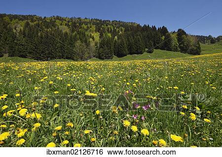 Stock Photograph - "Dandelion meadow, Balderschwanger Tal valley, Bregenzerwald region, Vorarlberg, Austria, Europe". Fotosearch