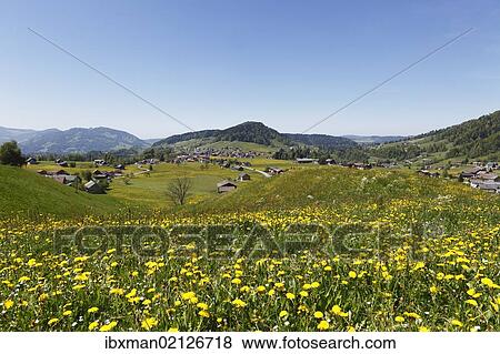 Stock Photo - "Dandelion meadow, Hittisau, Bregenzerwald region, Vorarlberg, Austria, Europe". Fotosearch