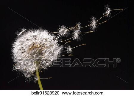 Dandelion seeds flying away View Large Photo Image Stock Image - Dandelion seeds flying away. Fotosearch