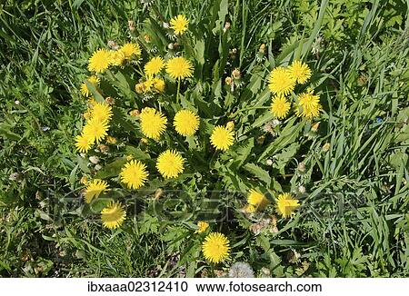"Dandelion (Taraxacum), Baikal, Siberia, Russian Federation, Eurasia" View Large Photo Image Stock Image - "Dandelion (Taraxacum), Baikal, Siberia, Russian Federation, Eurasia". Fotosearch