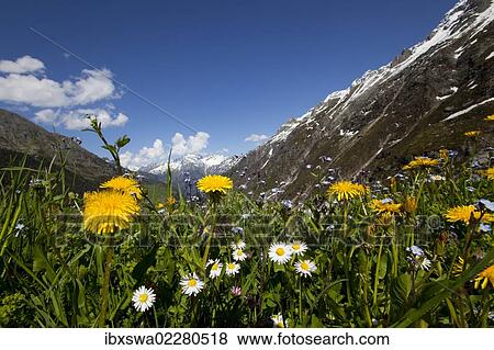 "Dandelion (Taraxacum officinale) and other wildflowers, meadows, mountains behind, near Goeschenen, Goescheneralpsee, Reusstal, Reuss valley, Canton of Uri, Switzerland, Europe" View Large Photo Image Stock Photo - "Dandelion (Taraxacum officinale) and other wildflowers, meadows, mountains behind, near Goeschenen, Goescheneralpsee, Reusstal, Reuss valley, Canton of Uri, Switzerland, Europe". Fotosearch