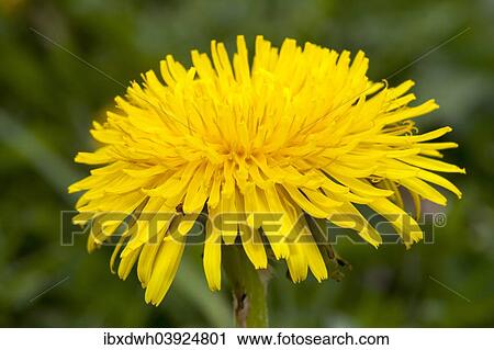 "Dandelion (Taraxacum officinale), Baden-Wurttemberg, Germany, Europe" View Large Photo Image Stock Image - "Dandelion (Taraxacum officinale), Baden-Wurttemberg, Germany, Europe". Fotosearch
