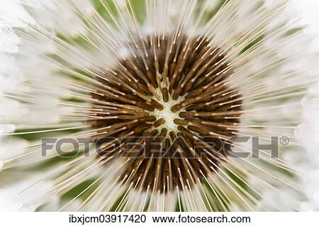 "Dandelion (Taraxacum officinale), blowball, Thuringia, Germany, Europe" View Large Photo Image Stock Image - "Dandelion (Taraxacum officinale), blowball, Thuringia, Germany, Europe". Fotosearch