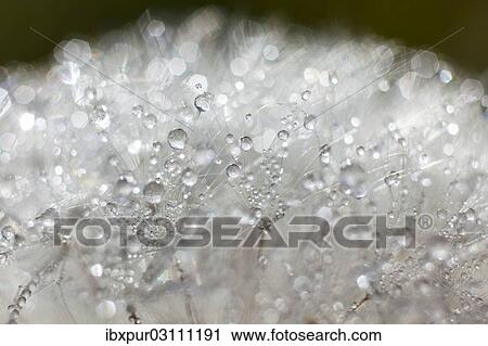 "Dandelion (Taraxacum officinale), clock covered with drops of dew, Riesa, Saxony, Germany, Europe" View Large Photo Image Stock Image - "Dandelion (Taraxacum officinale), clock covered with drops of dew, Riesa, Saxony, Germany, Europe". Fotosearch