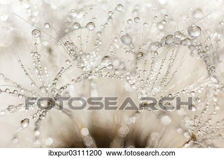 Stock Image - "Dandelion (Taraxacum officinale), clock covered with drops of dew, Riesa, Saxony, Germany, Europe". Fotosearch