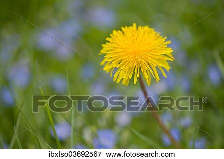 "Dandelion (Taraxacum officinale), flower, Saxony, Germany, Europe" View Large Photo Image Stock Photo - "Dandelion (Taraxacum officinale), flower, Saxony, Germany, Europe". Fotosearch