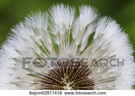 "Dandelion (Taraxacum officinale), blowball, Thuringia, Germany, Europe" View Large Photo Image Stock Photo - "Dandelion (Taraxacum officinale), blowball, Thuringia, Germany, Europe". Fotosearch