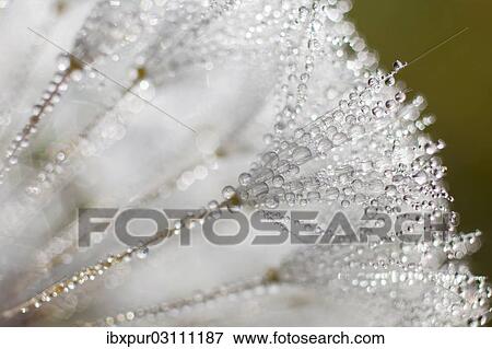 "Dandelion (Taraxacum officinale), clock covered with drops of dew, Riesa, Saxony, Germany, Europe" View Large Photo Image Stock Photo - "Dandelion (Taraxacum officinale), clock covered with drops of dew, Riesa, Saxony, Germany, Europe". Fotosearch