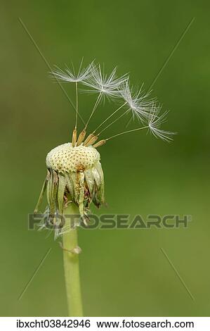 "Dandelion (Taraxacum officinale), blowball, North Rhine-Westphalia, Germany, Europe" View Large Photo Image Stock Photograph - "Dandelion (Taraxacum officinale), blowball, North Rhine-Westphalia, Germany, Europe". Fotosearch