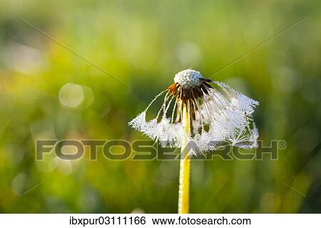 "Dandelion (Taraxacum officinale), clock and cobwebs wet with dew, Riesa, Saxony, Germany, Europe" View Large Photo Image Stock Photograph - "Dandelion (Taraxacum officinale), clock and cobwebs wet with dew, Riesa, Saxony, Germany, Europe". Fotosearch