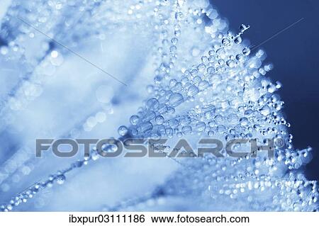 "Dandelion (Taraxacum officinale), clock covered with drops of dew, Riesa, Saxony, Germany, Europe" View Large Photo Image Stock Photograph - "Dandelion (Taraxacum officinale), clock covered with drops of dew, Riesa, Saxony, Germany, Europe". Fotosearch