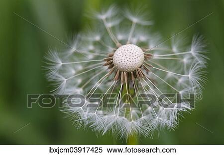 "Dandelion (Taraxacum officinale), blowball, Thuringia, Germany, Europe" View Large Photo Image Stock Photography - "Dandelion (Taraxacum officinale), blowball, Thuringia, Germany, Europe". Fotosearch