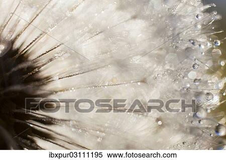 "Dandelion (Taraxacum officinale), clock covered with drops of dew, Riesa, Saxony, Germany, Europe" View Large Photo Image Stock Photography - "Dandelion (Taraxacum officinale), clock covered with drops of dew, Riesa, Saxony, Germany, Europe". Fotosearch
